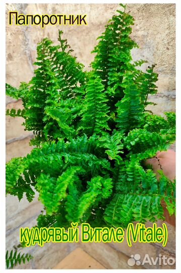 Папоротники комнатные