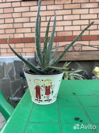 Алоэ вера растение