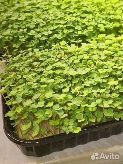 Микрозелень