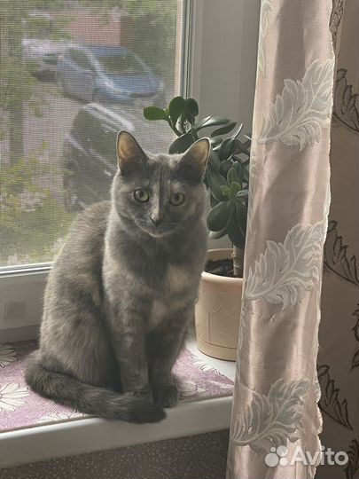 Кошечка Шанель