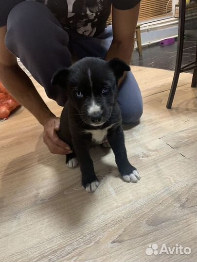 Собака в добрые руки