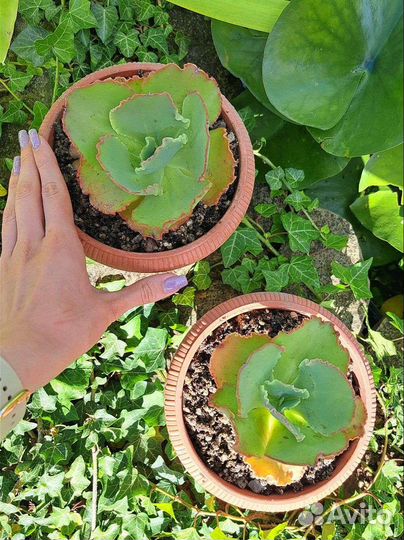 Эхеверия кан кан