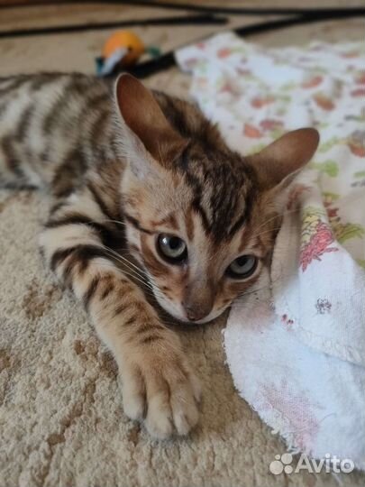 Бенгальский кот