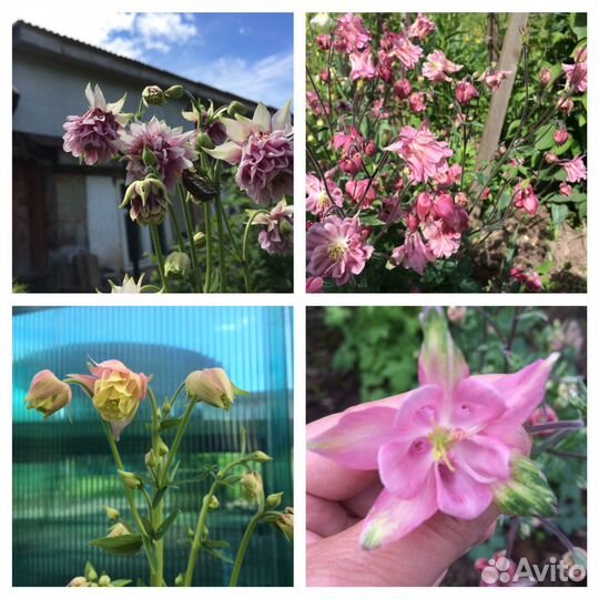 Цветы многолетники