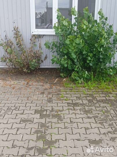 От сорняков средство