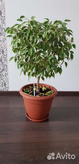 Фикус бенджамина большой