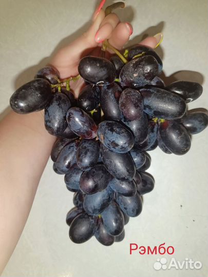 Расродаю Саженцы винограда, малина, смородина