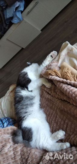 Курильский бобтейл вязка