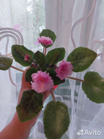 Фиалки продажа