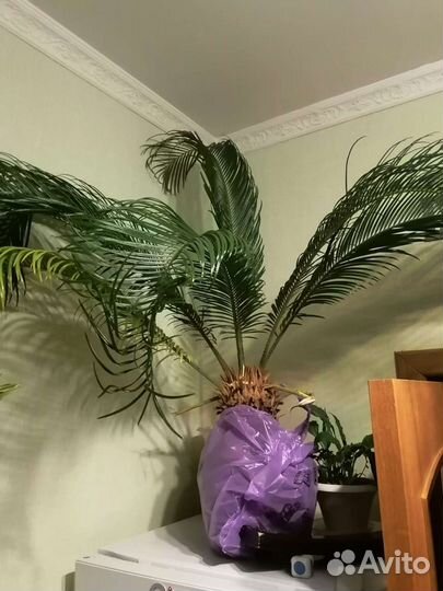 Цикас, Саговник