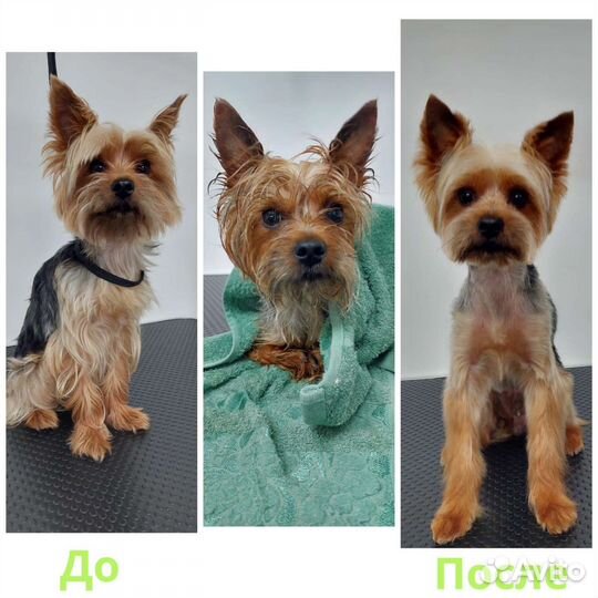 Стрижка собак, и кошек,груминг