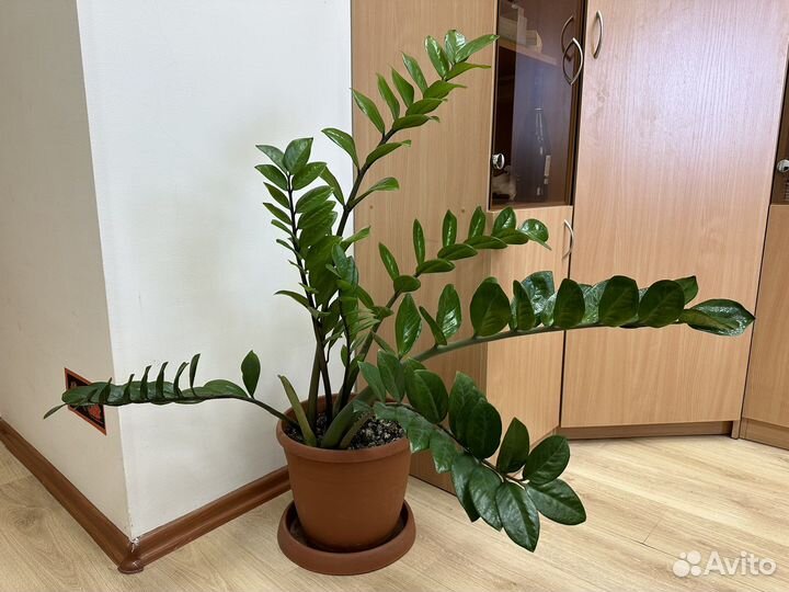 Замиокулькус