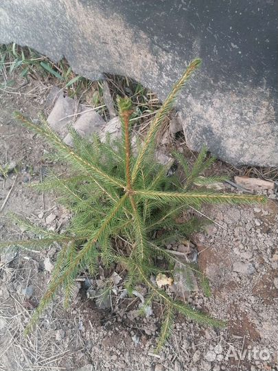 Саженцы елки