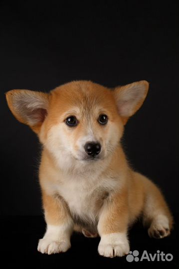 Продаются щенки