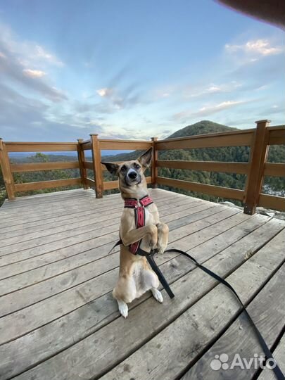 Догситтер, выгул собак, передержка