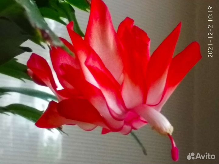 Декабрист саженцы