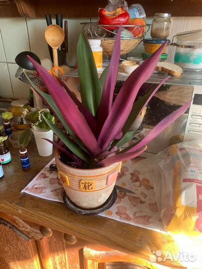 Рео, традесканция, петушинный хвост, ладья моисея