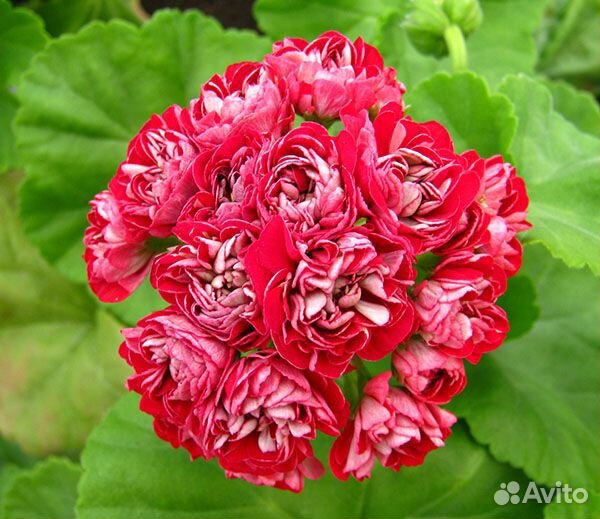 Пеларгонии сортовые розебудные