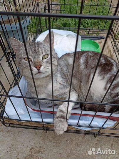 Кот- Вискас