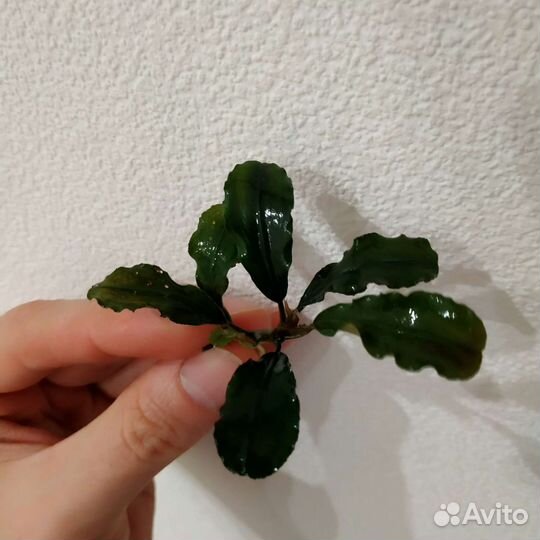 Растение для аквариума и рыбки