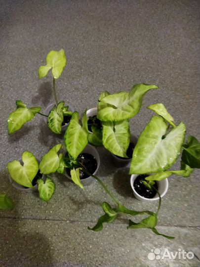 Эппипремнумы, сингониумы