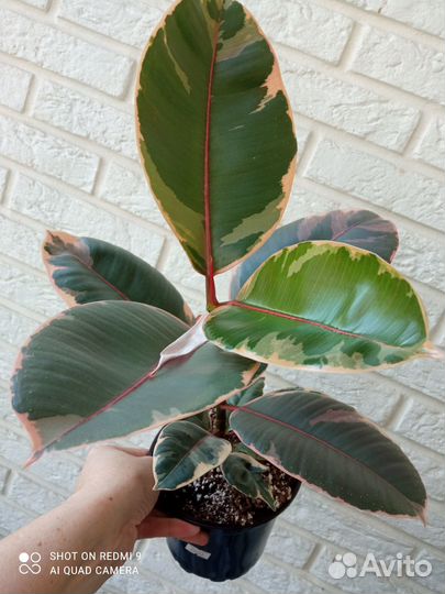 Фикусы, Кротоны разные