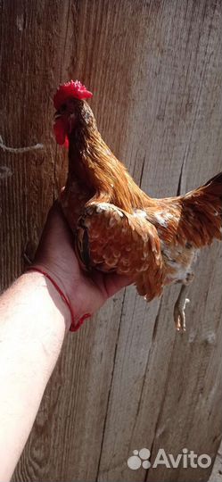 Бентамки, петушки