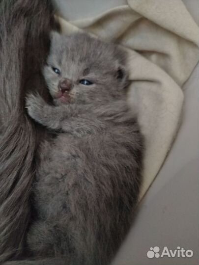 Британские котята