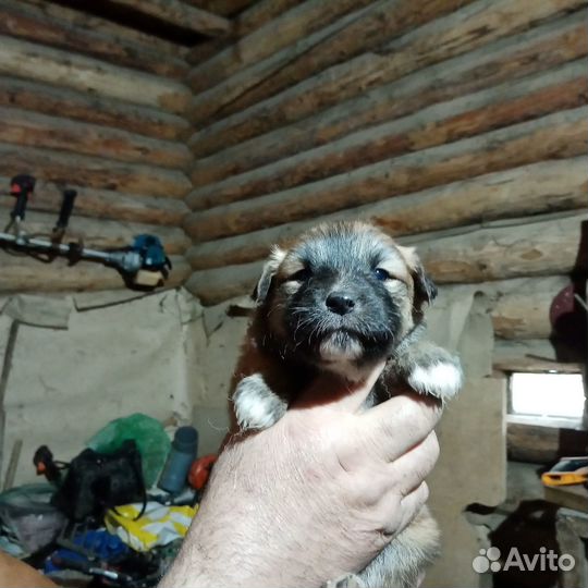 Домашние животные собаки щенки