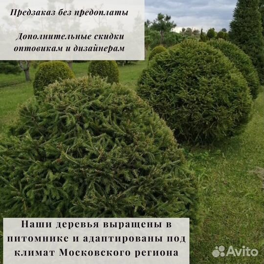 Ель обыкновенная (шар)