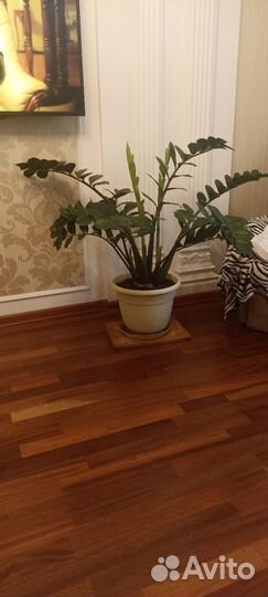 Замиокулькас