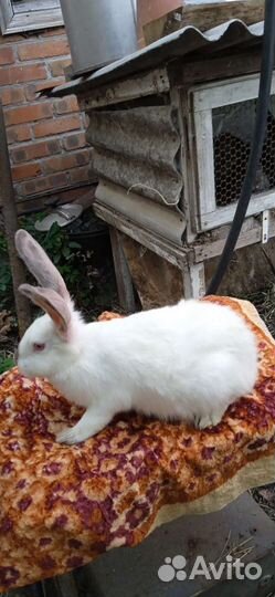 Кролики, шиншилла, калифорнийские,фландр