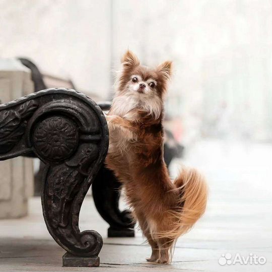 Открыт для вязок кобель чихуахуа