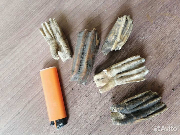 Зубы животных