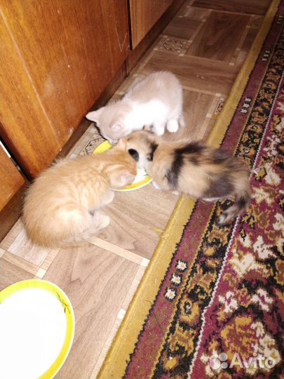 Котята - милые пушистики