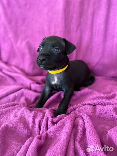 Щенки питбуля