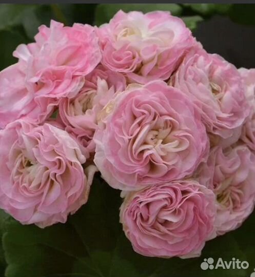 Пеларгония герань