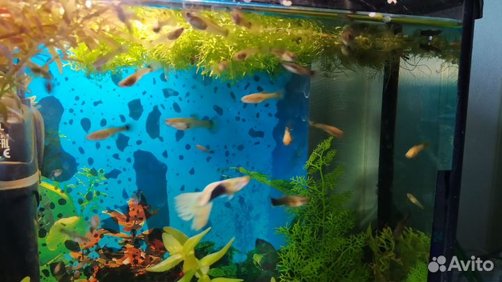 Гуппи 2см (микс), кобра, малахит