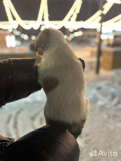 Щенок в приюте