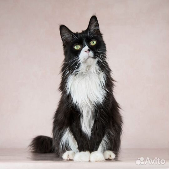 Мейн-кун Кейл в добрые руки