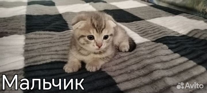 Кошки