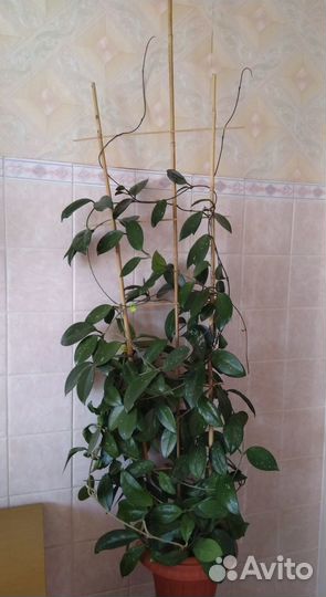 Хойя взрослая