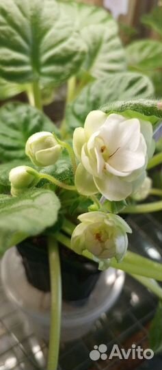 Листики фиалочек