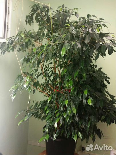Фикус бенджамина большой