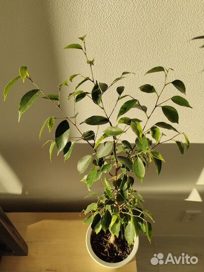 Фикус бенджамина Анастасия