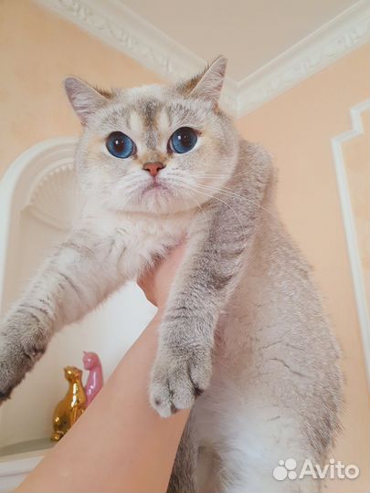 Кошка в дар