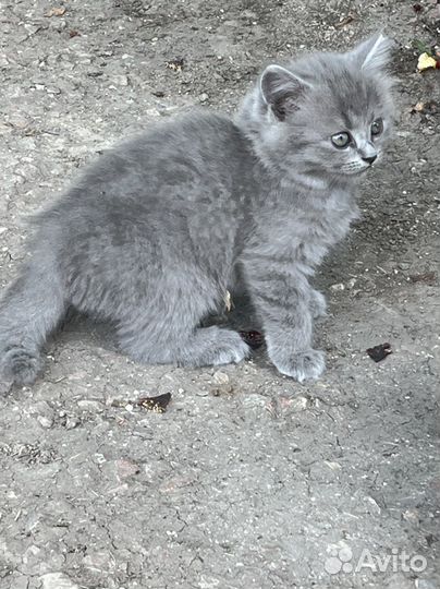 Котята в добрые руки (мама вислоухая)