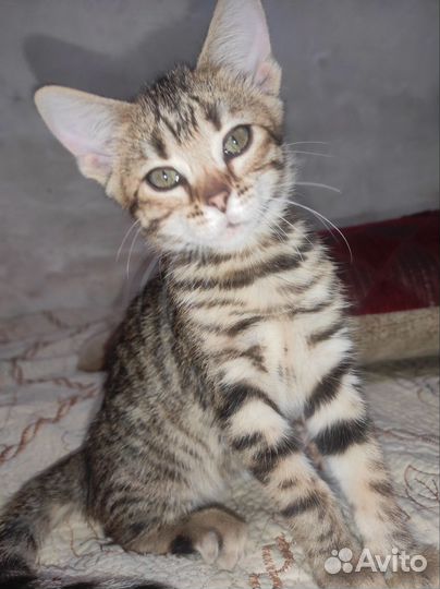 Бенгальские котята