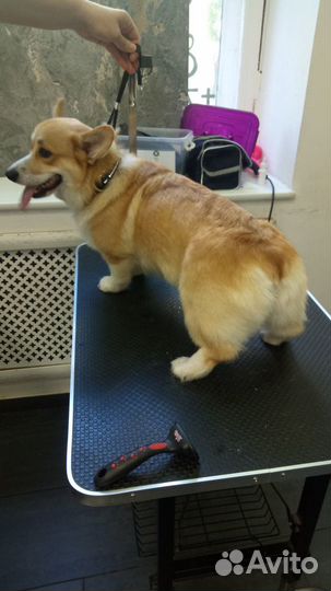 Стрижка домашних животных