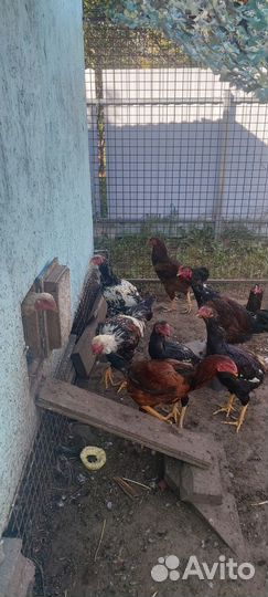 Молодые бойцовские петушки куланги и малайские